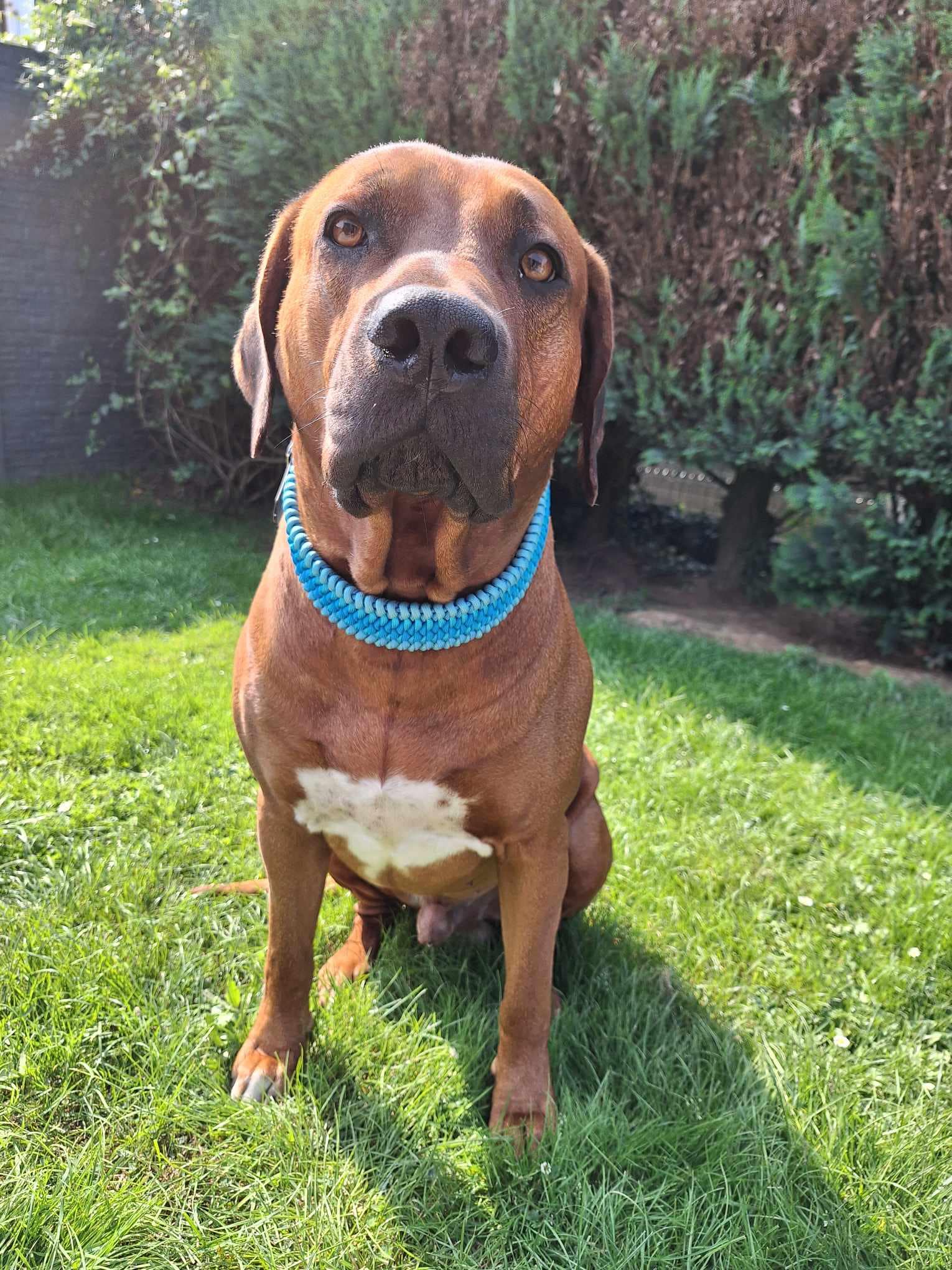 L'image représente un chien assis dans l'herbe. Il se caractérise par sa fourrure brune et porte un collier bleu Cody Création. Il semble profiter du plein air, entouré de verdure, ce qui souligne son caractère joueur et amical.