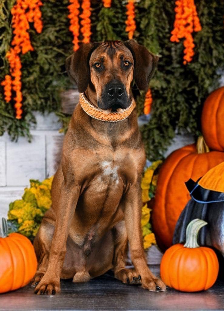 L'image représente un chien portant un collier Cody Création orange fait main et assis devant une collection de citrouilles. La scène présente différents types de citrouilles, typiquement associées à la saison automnale et à Halloween. Le chien est probablement en train de profiter de l'atmosphère festive créée par les couleurs vives et la disposition des citrouilles qui l'entourent.