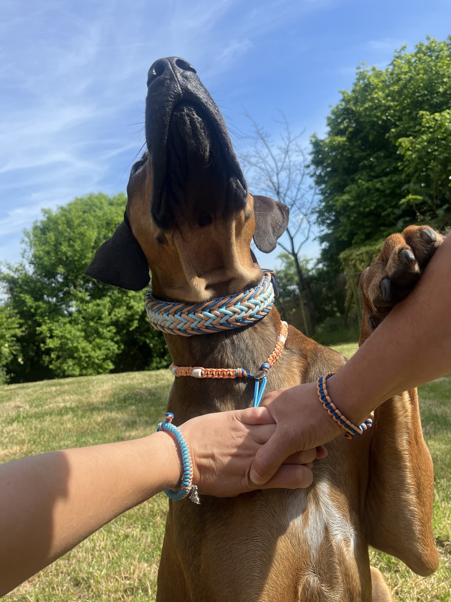 L'image représente un chien à la tête levée, en plein air sous un ciel clair. La scène comprend de l'herbe au premier plan et une femme à proximité, mettant en valeur la race du chien et sa fourrure brune. Le chien est représenté comme un animal de compagnie bien-aimé, portant des accessoires à la mode fabriqués à la main par Cody Création.