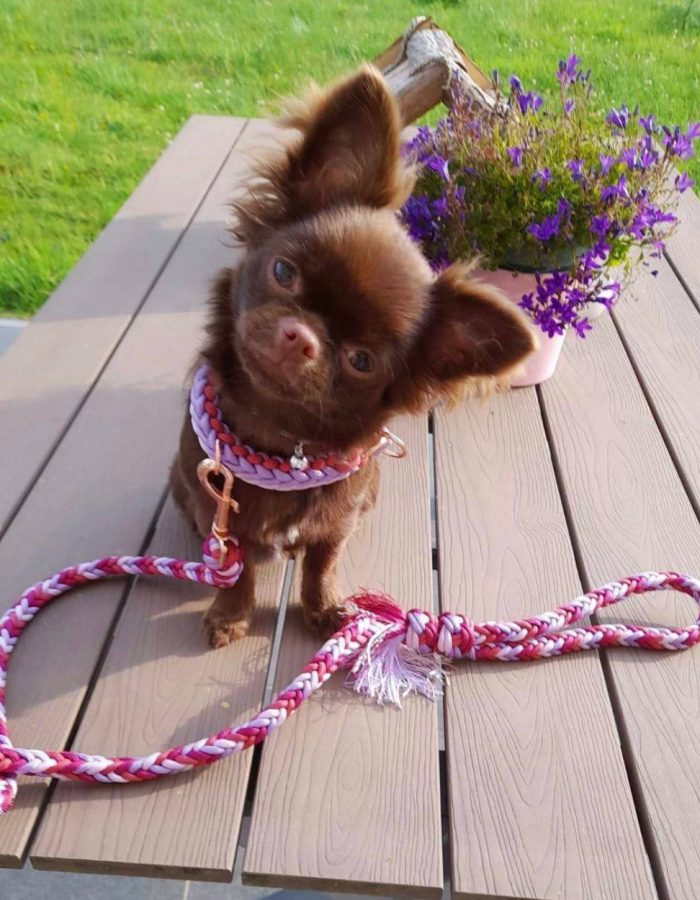 Un chihuahua est représenté en laisse rose faite main dans un décor extérieur, entouré d'herbe verte et de fleurs violettes. La table en bois en dessous met en valeur le paysage naturel, tandis que le chien ajoute une touche ludique à la scène.