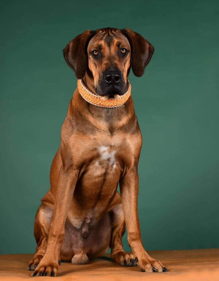 Un chien marron est assis sur une surface douce à l'intérieur. Il porte un collier orange fait main par Cody Création. Le fond est vert foncé.