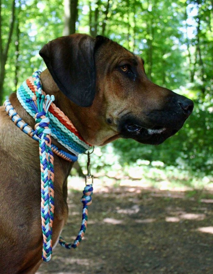 L'image montre un chien en laisse Cody Création, profitant probablement d'un moment en plein air. Le chien est brun et porte un collier fait main. Cette scène met en valeur le lien qui unit les animaux à leurs maîtres tout en mettant en valeur la beauté de la nature.